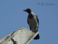 Oostelijk Bonte kraai [Corvus cornix pallescens]